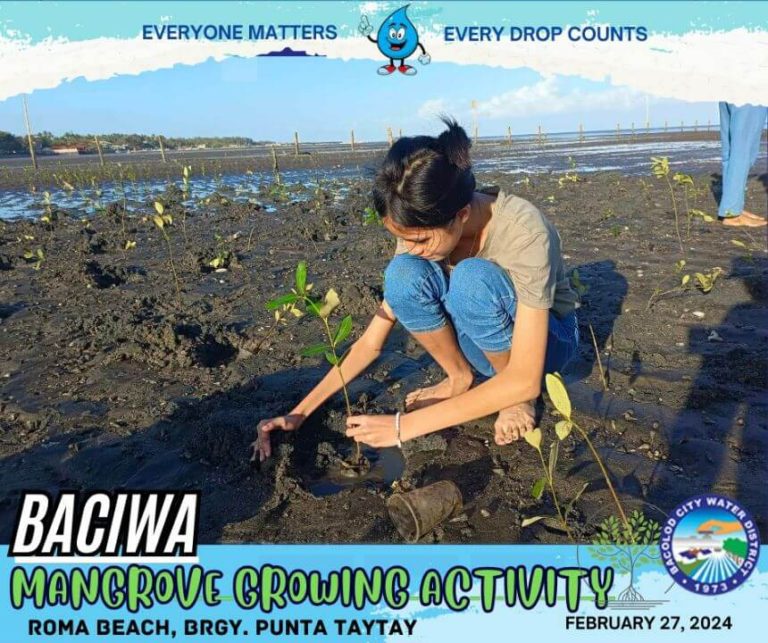 BACIWA MANGROVE GROWING ACTIVITY: Roma Beach, Brgy. Punta Taytay